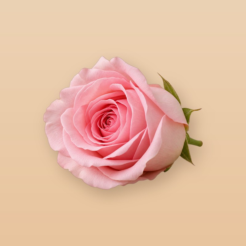 잉글리시 로즈 이미지